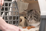 Katze im Auto 10 Tipps für sicheren Transport ganz ohne Stress